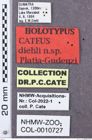 Etikette zu Cateus diehli (NHMW-ZOO-COL-0010727)